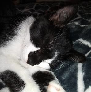 Meet your Posher, Carrie